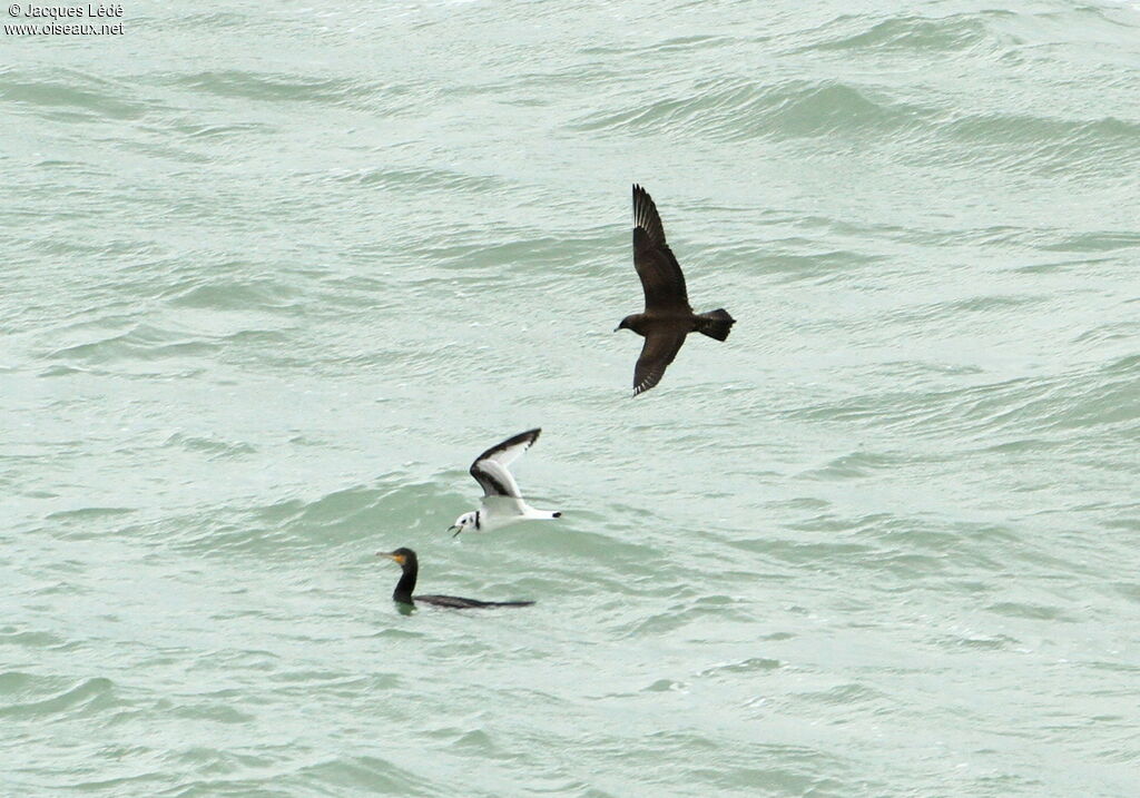 Parasitic Jaeger
