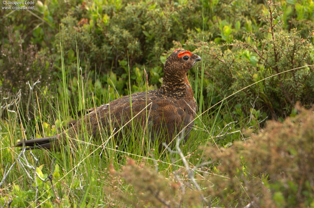 Red Grouse male