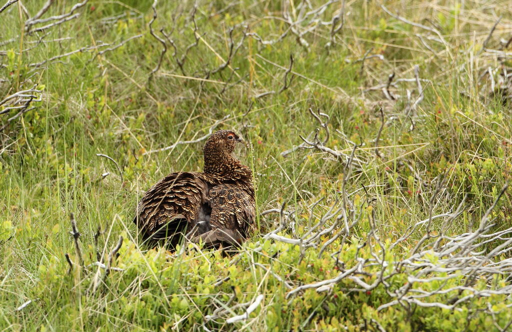 Red Grouse
