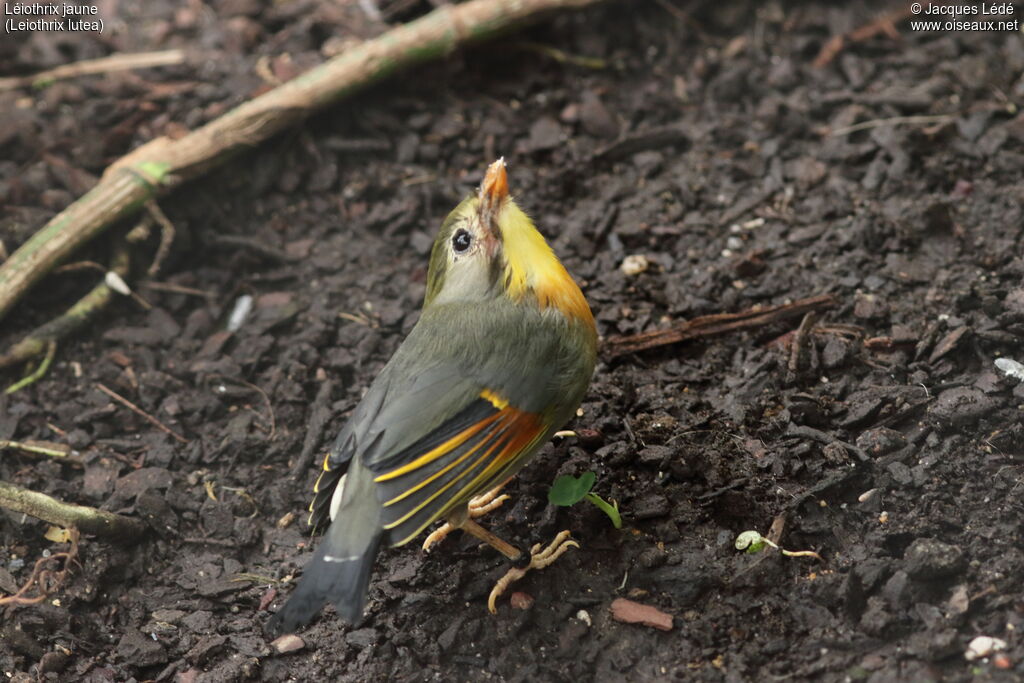 Red-billed Leiothrix