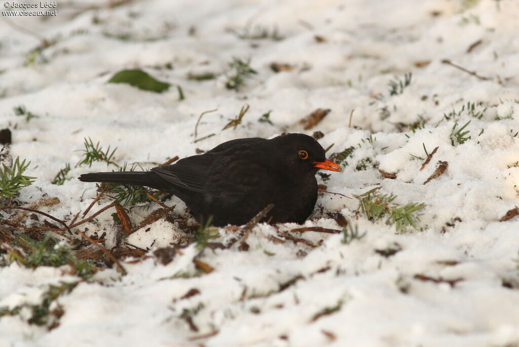 Common Blackbird