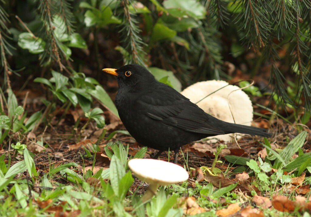 Common Blackbird