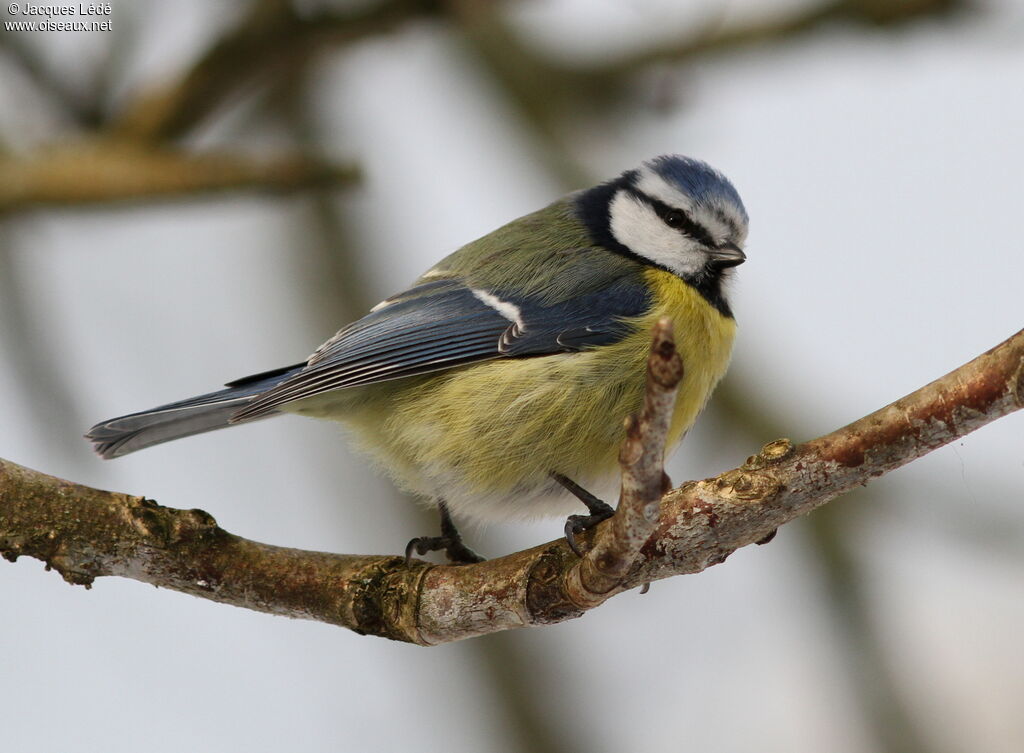 Eurasian Blue Tit