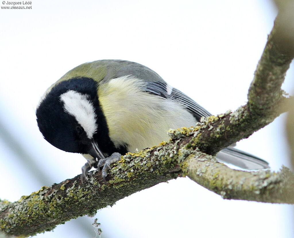 Great Tit
