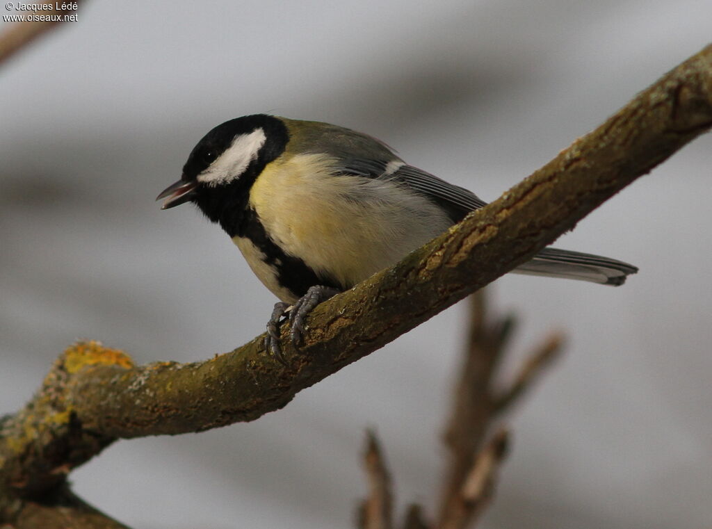 Great Tit