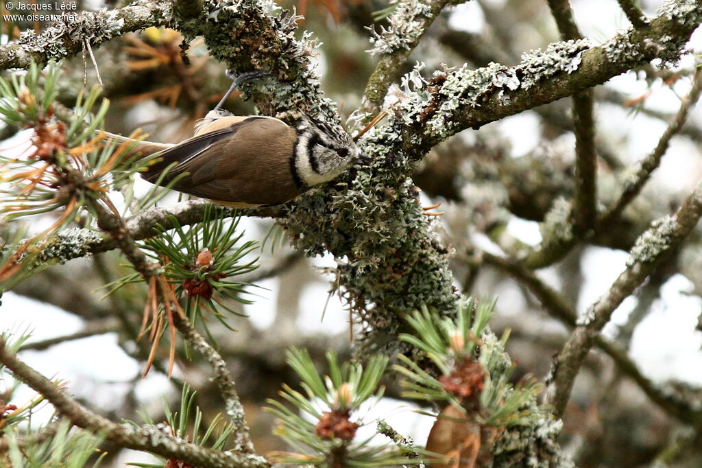 Crested Tit
