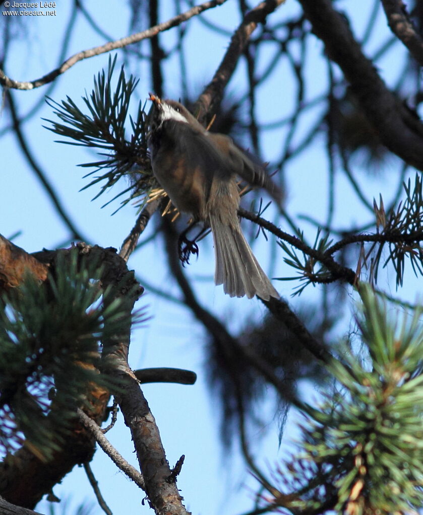 Grey-headed Chickadee