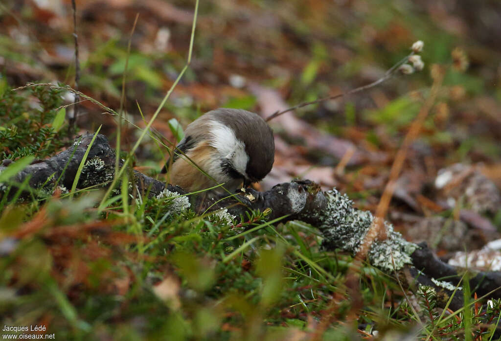 Grey-headed Chickadee, camouflage, pigmentation, eats