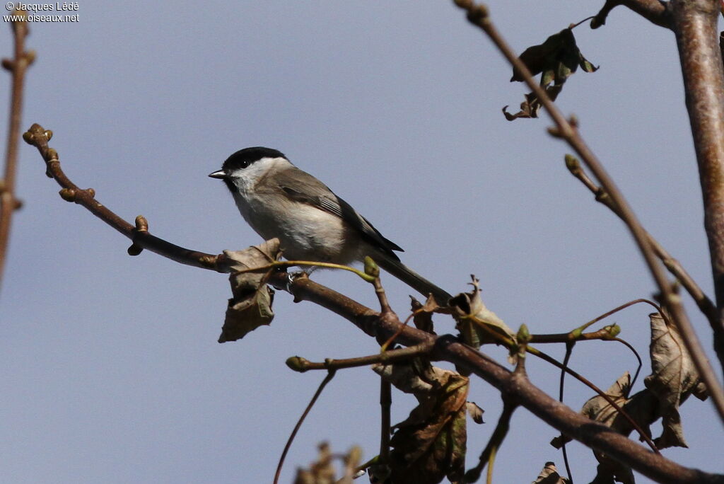 Mésange nonnette