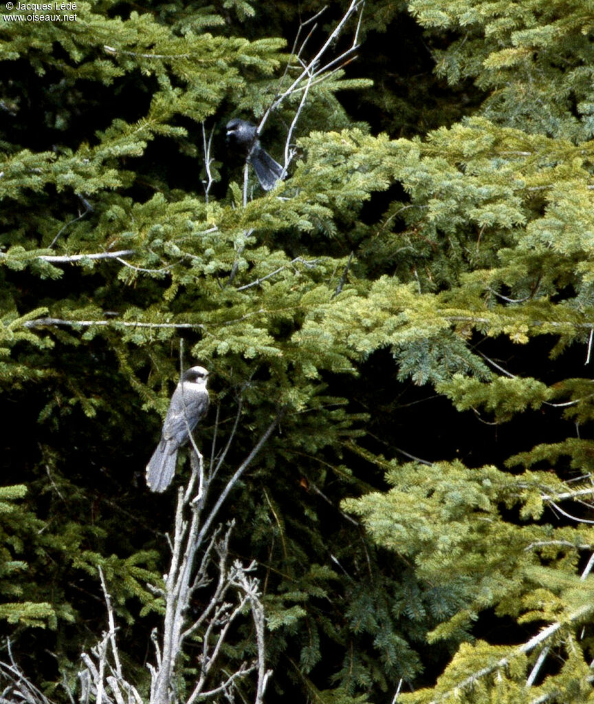 Canada Jay