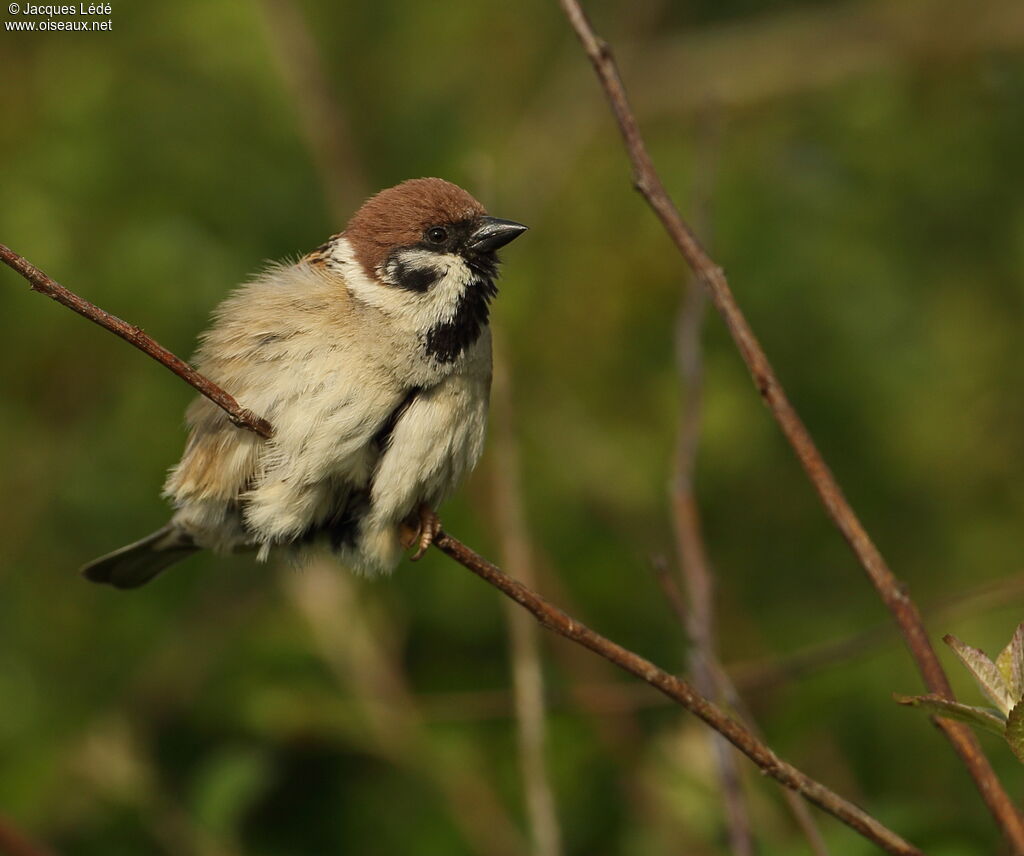 Moineau friquet
