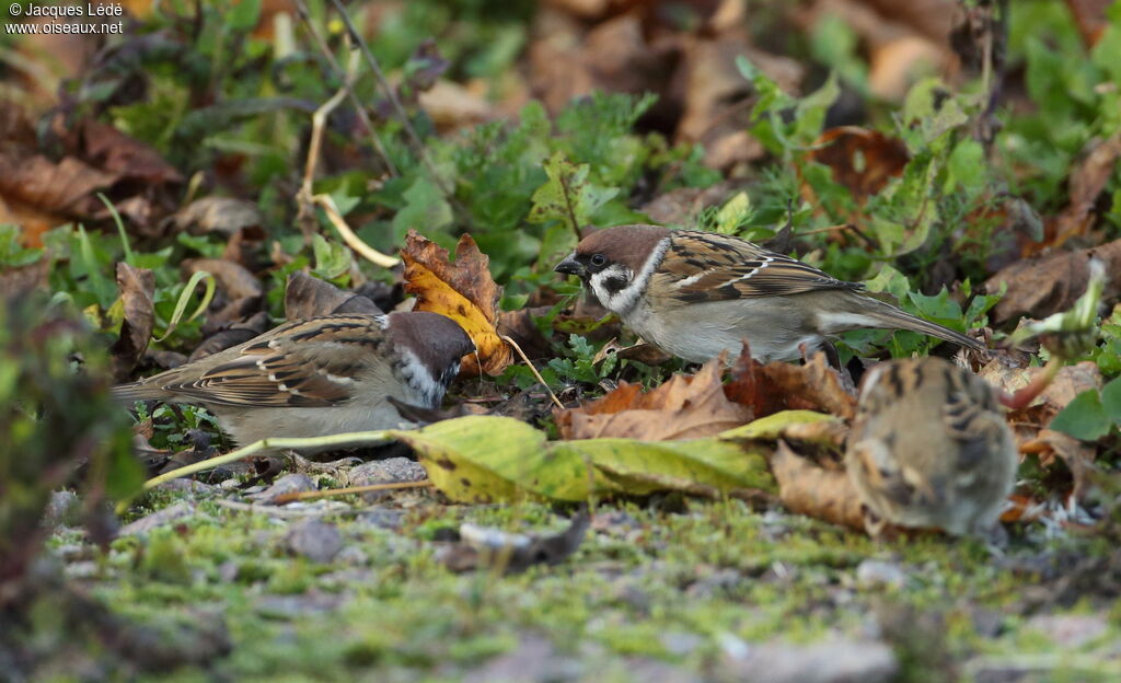 Eurasian Tree Sparrow