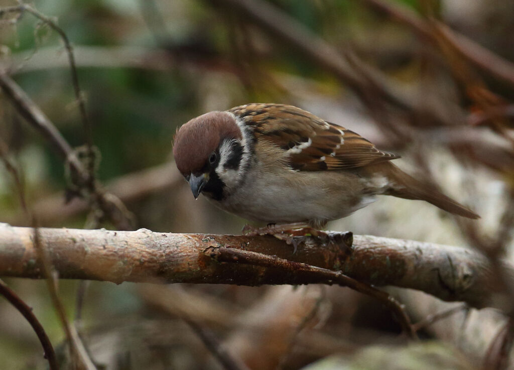 Moineau friquet