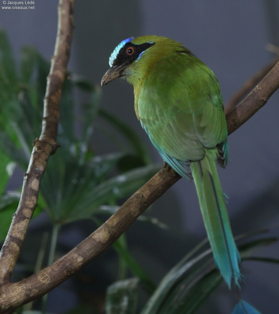 Amazonian Motmot