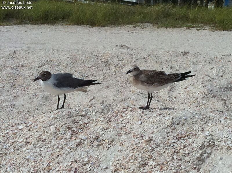Laughing Gull