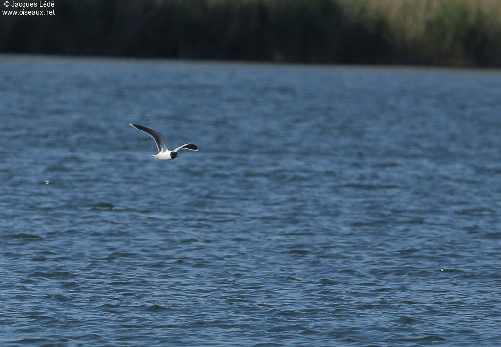 Mouette pygmée