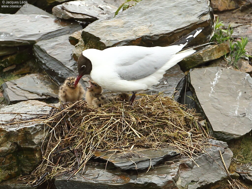 Mouette rieuse