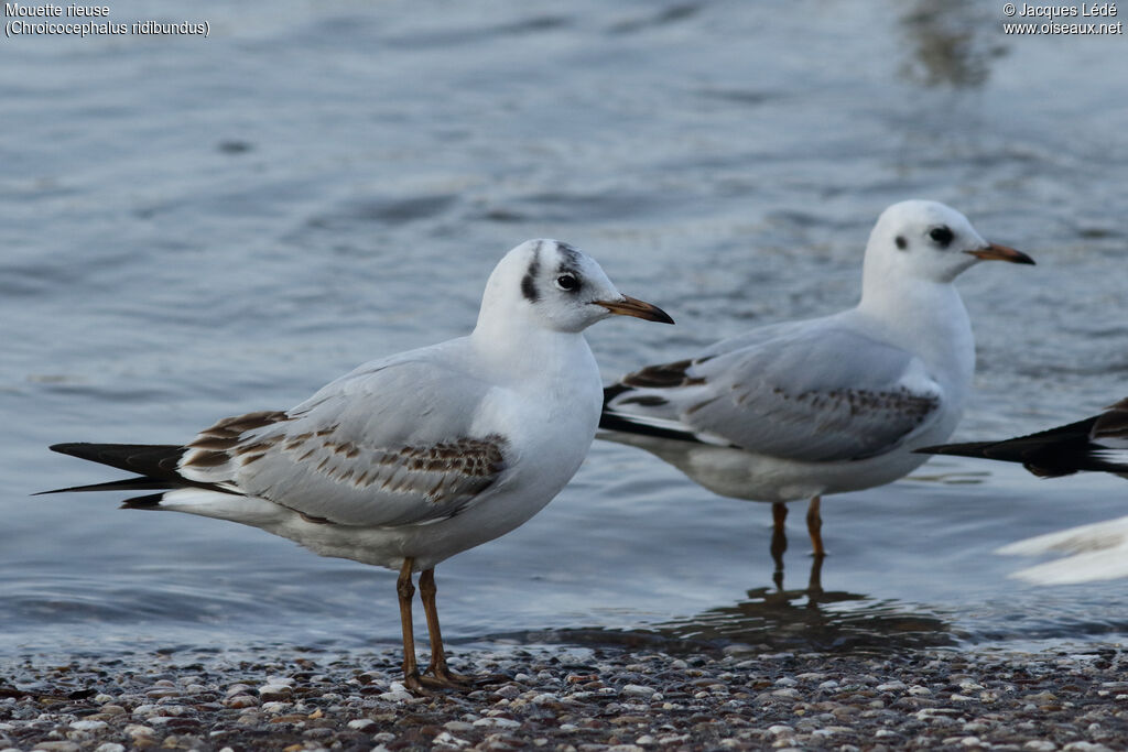 Black-headed Gull
