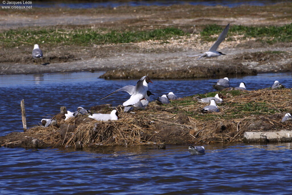 Black-headed Gull