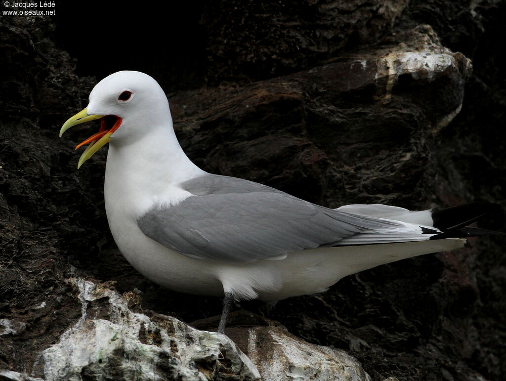 Mouette tridactyle