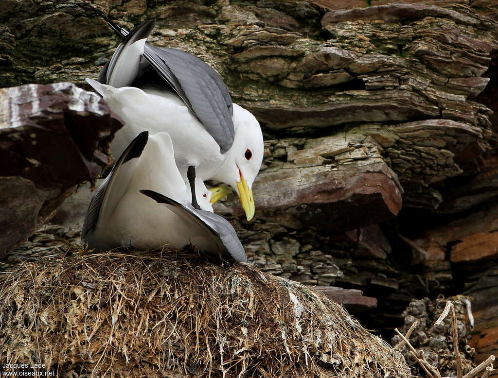Mouette tridactyleadulte nuptial, accouplement.