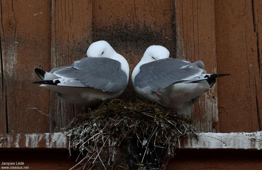 Black-legged Kittiwakeadult breeding, habitat, Reproduction-nesting, Behaviour