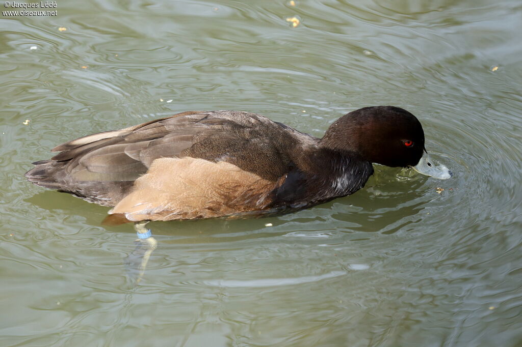 Nette brune