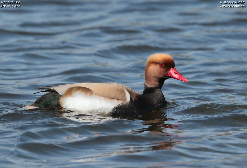 Nette rousse