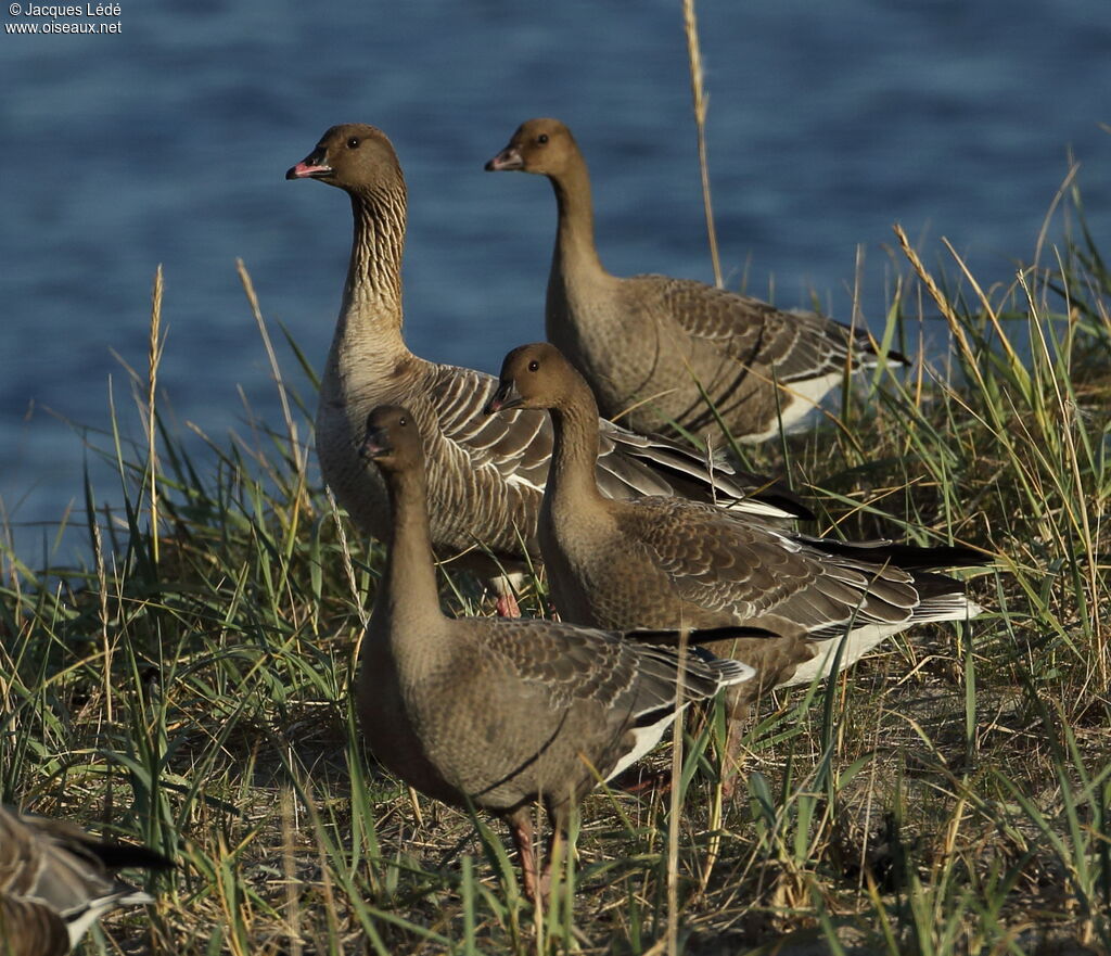 Pink-footed Goose