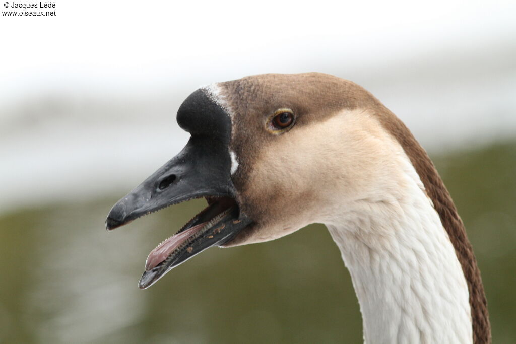 Swan Goose