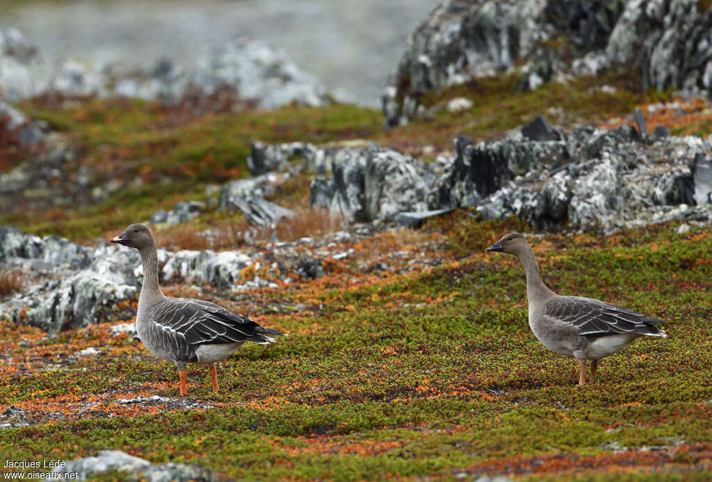 Taiga Bean Goosejuvenile, identification