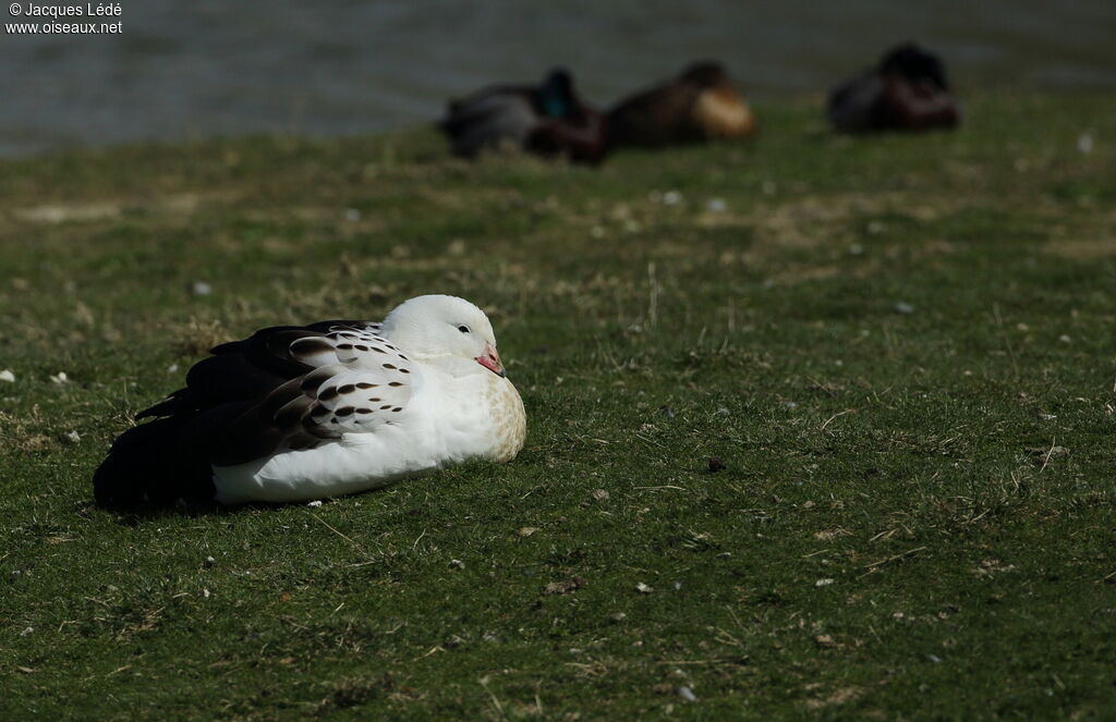 Andean Goose