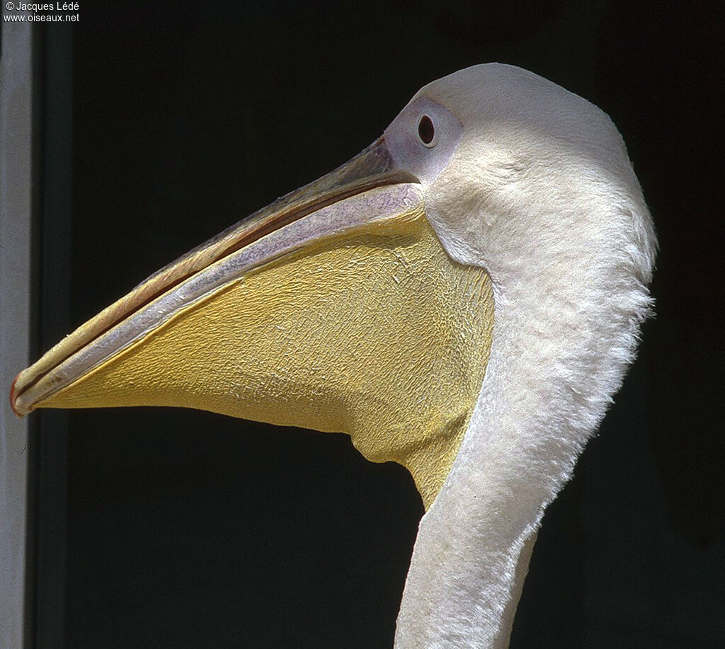 Great White Pelican