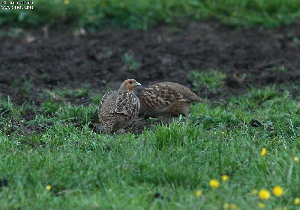 Grey Partridge