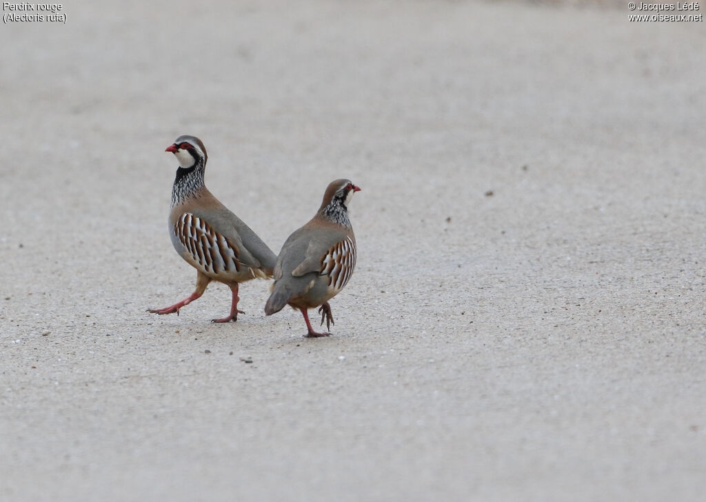 Red-legged Partridge