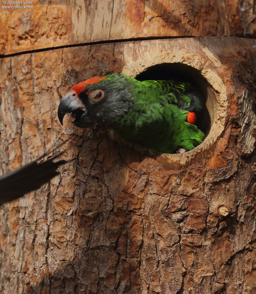 Red-fronted Parrot