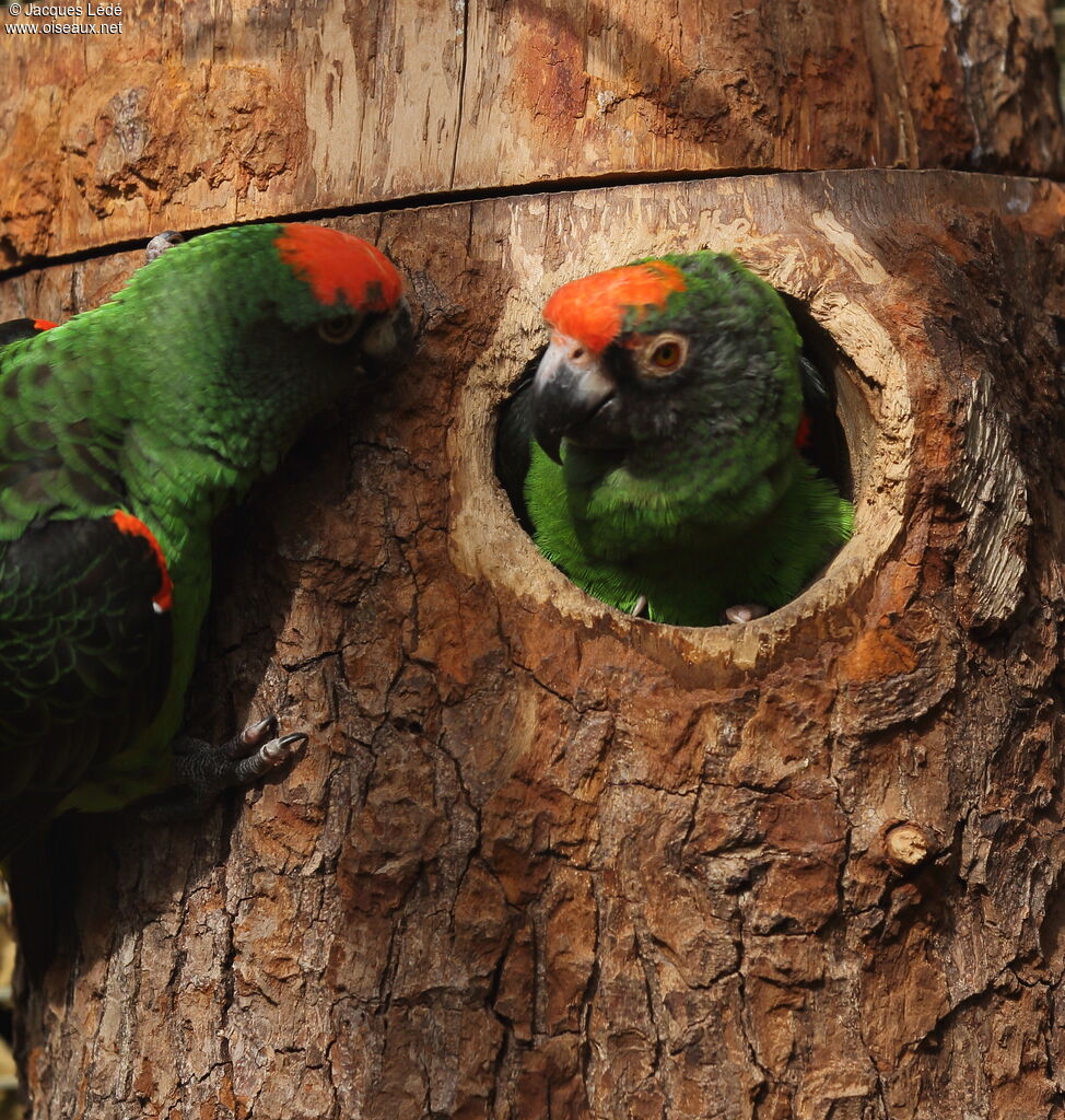 Red-fronted Parrot