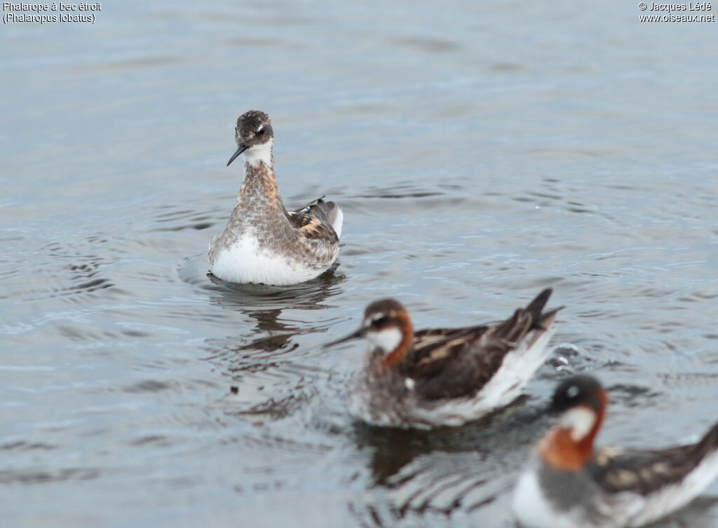 Phalarope à bec étroit