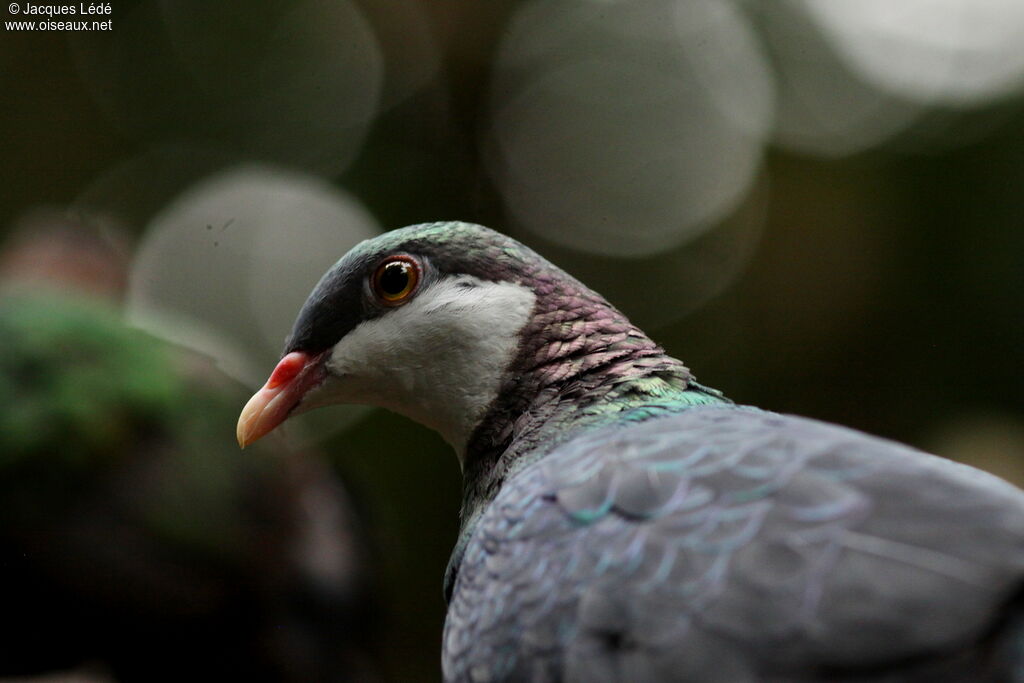 Pigeon à gorge blanche