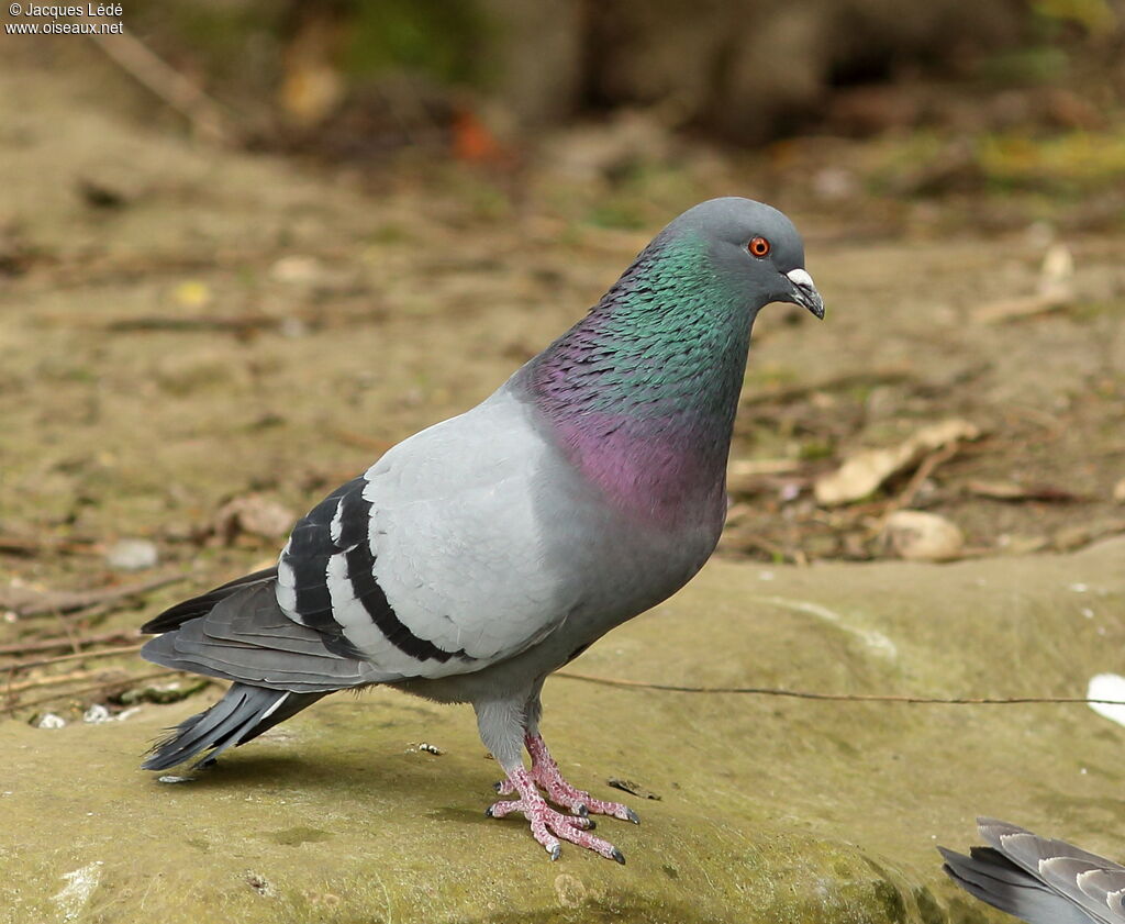Rock Dove