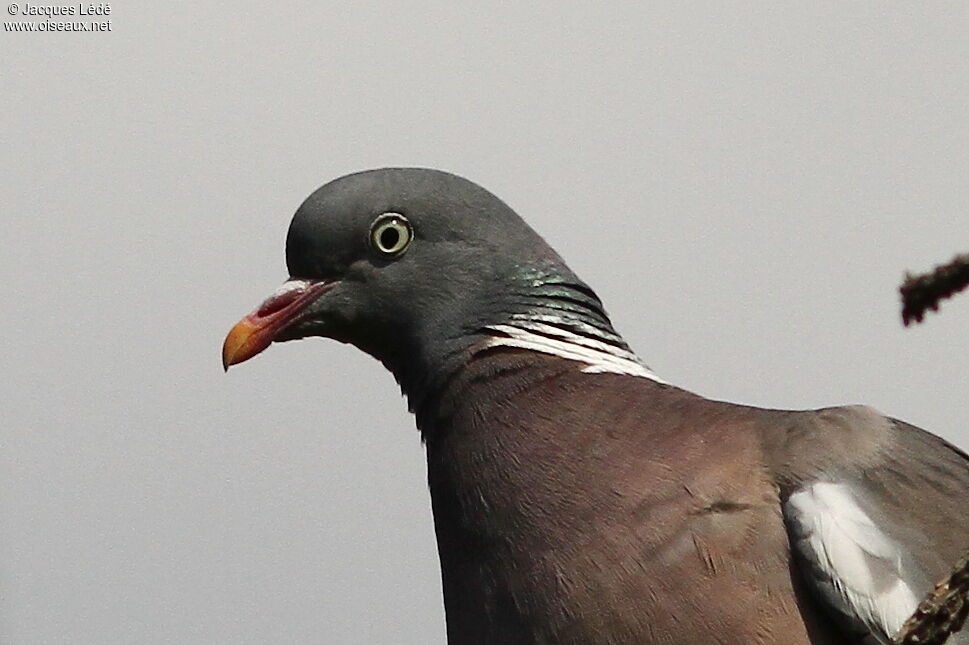 Common Wood Pigeon