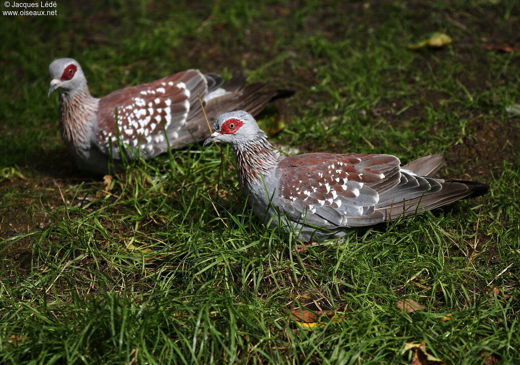Speckled Pigeon