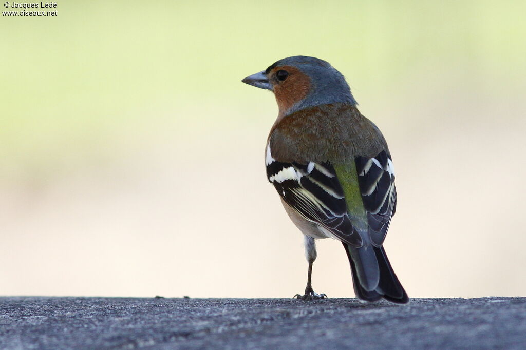 Eurasian Chaffinch