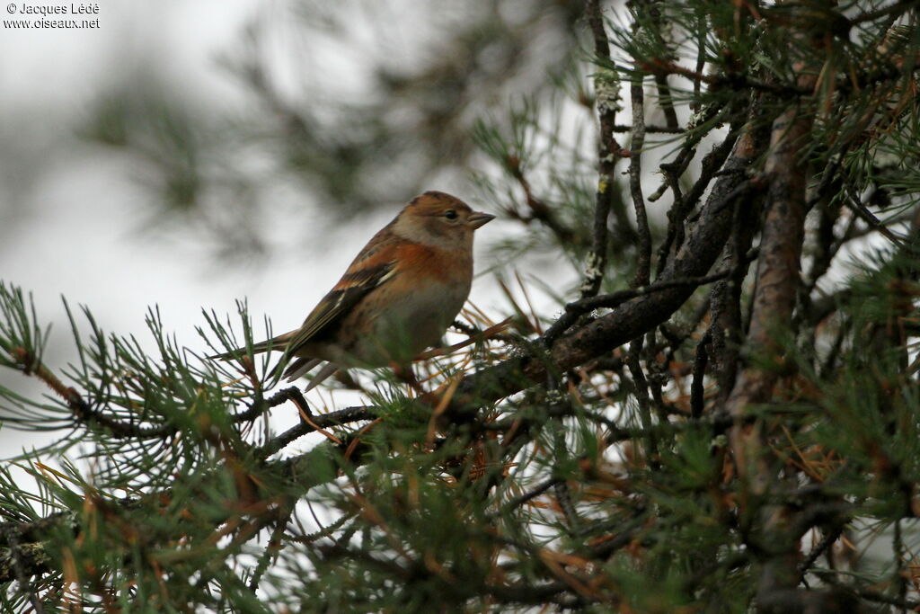 Brambling