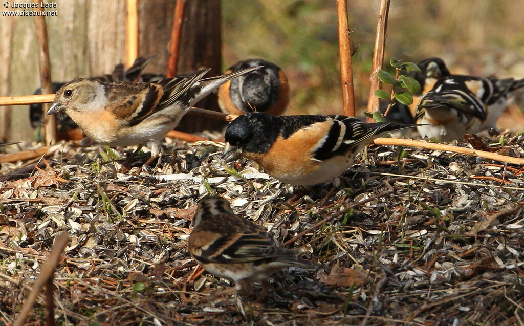 Brambling