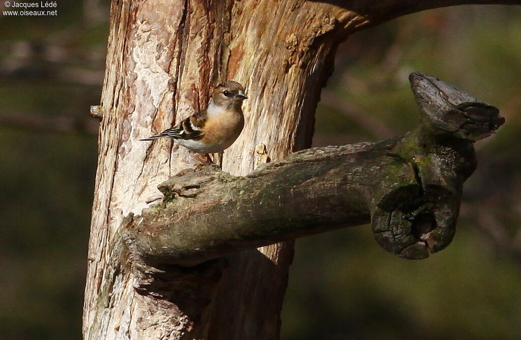 Brambling