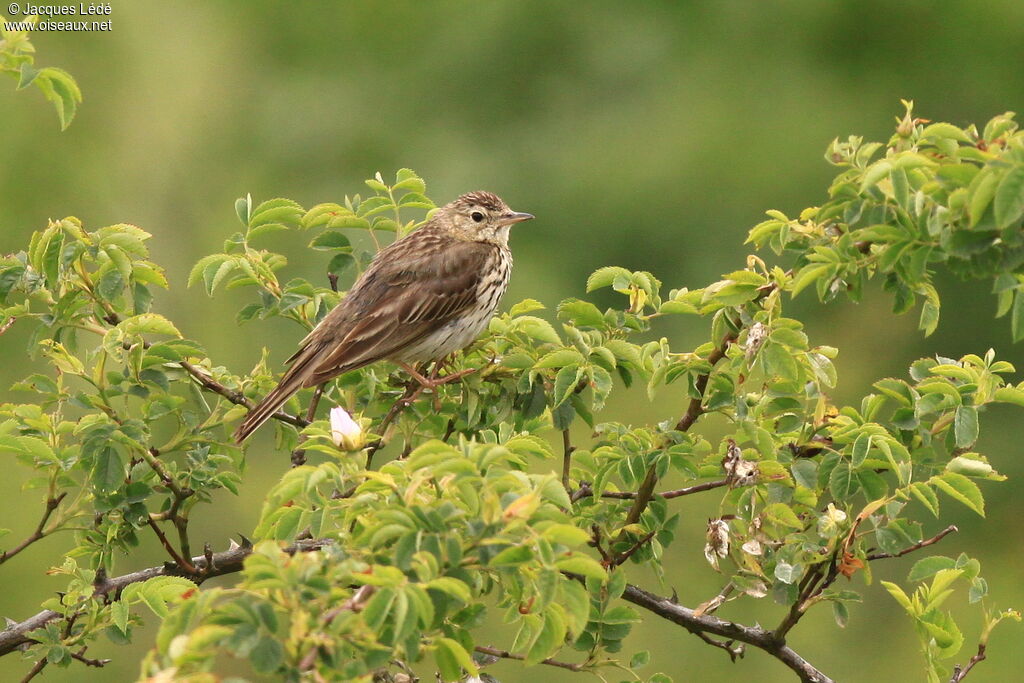 Tree Pipit