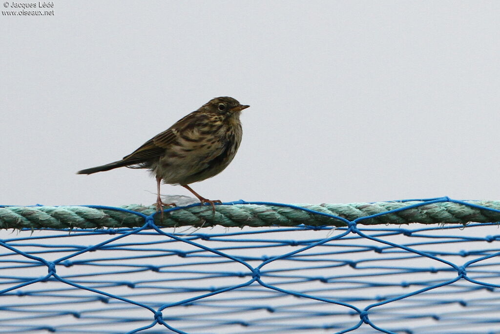 Pipit farlouse
