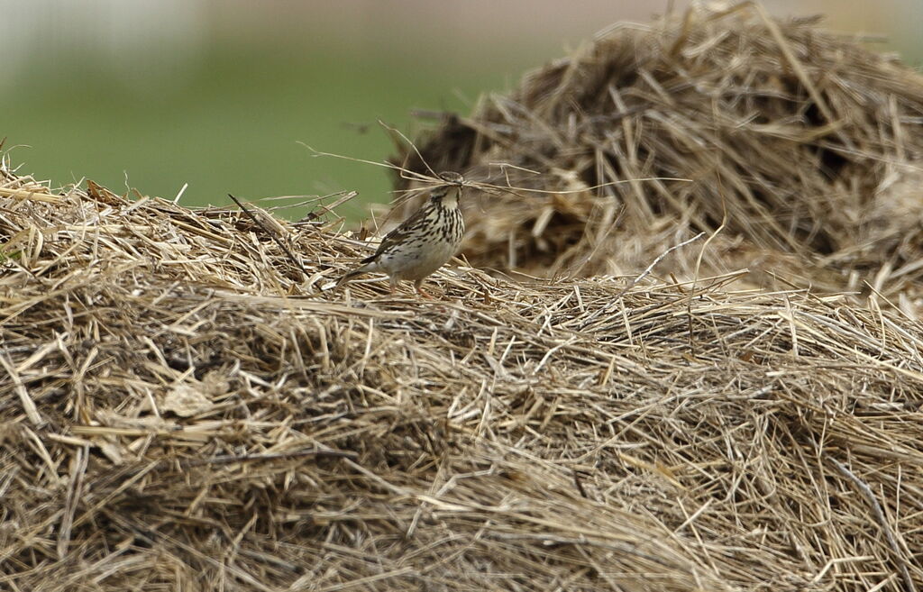 Pipit farlouse