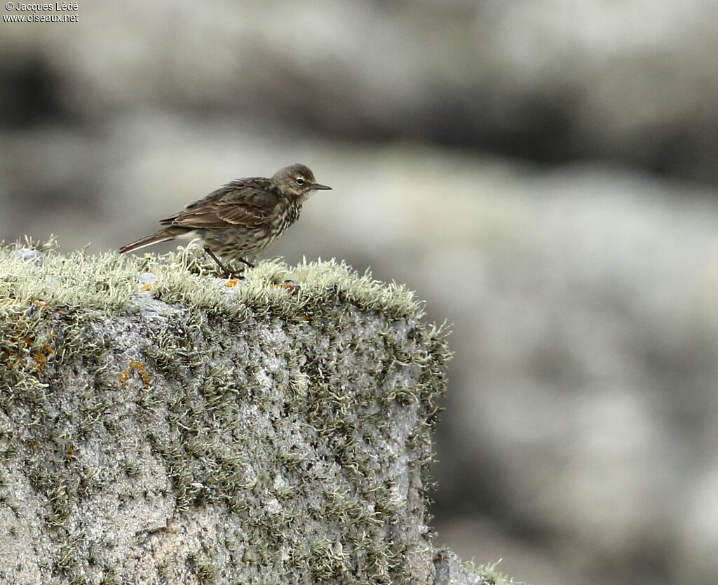 Pipit maritime
